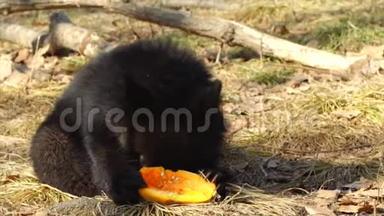 可爱的喜马拉雅<strong>黑熊</strong>幼崽正在吃瓜。 俄罗斯普里莫斯基<strong>野生动物</strong>园